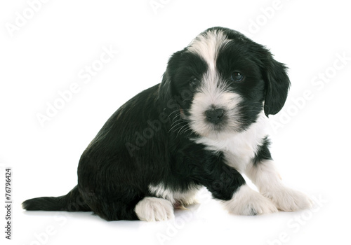 puppy tibetan terrier © cynoclub