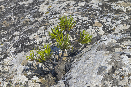 фотографія Tiny relict Crimean pine.