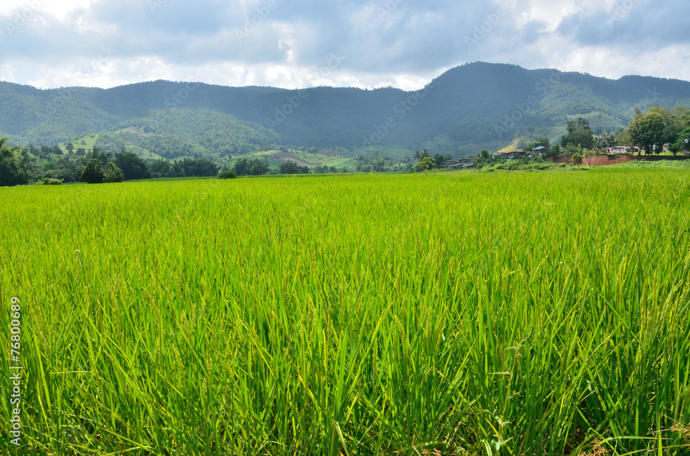 Rice field of mountain