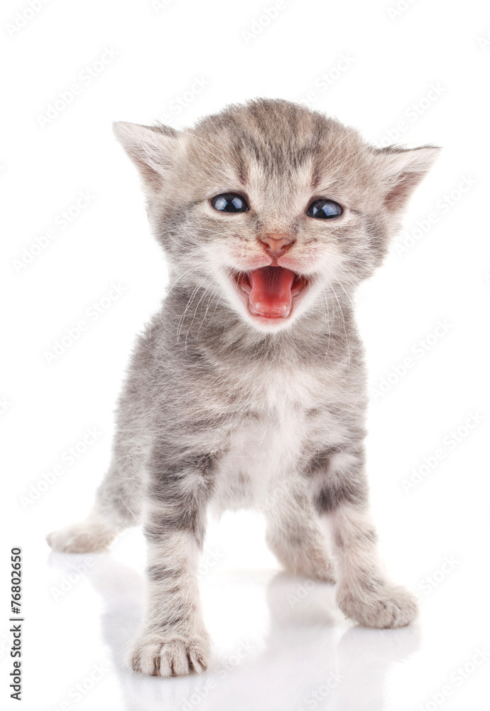 Obraz premium Gray kitten crying