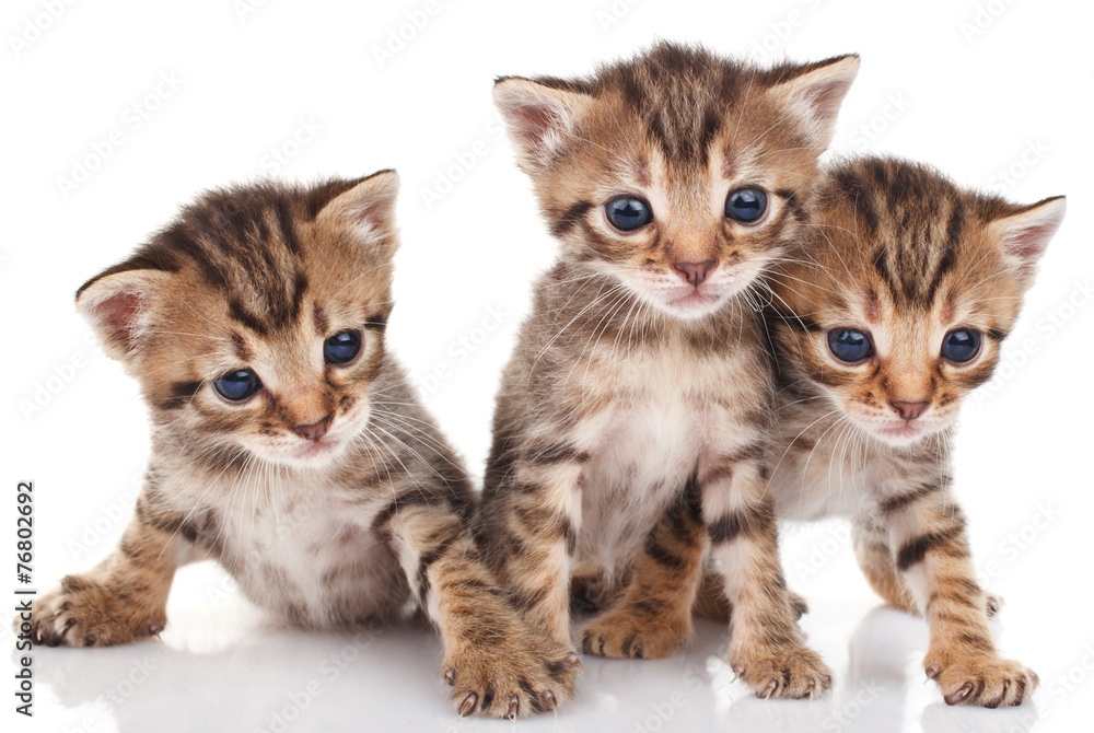 beautiful tabby kittens beautiful tabby kittens