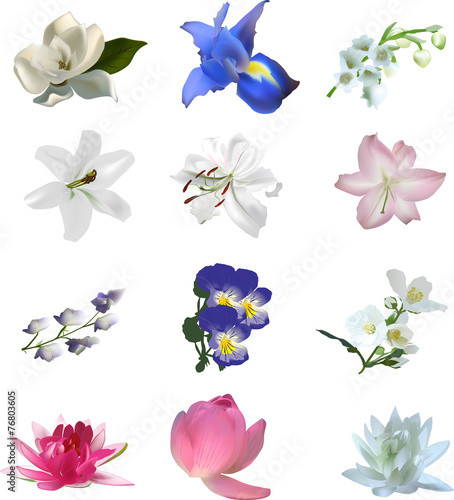 Fototapeta Naklejka Na Ścianę i Meble -  set of twelve isolated blooms