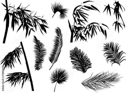 palm and bamboo branches silhouettes isolated on white