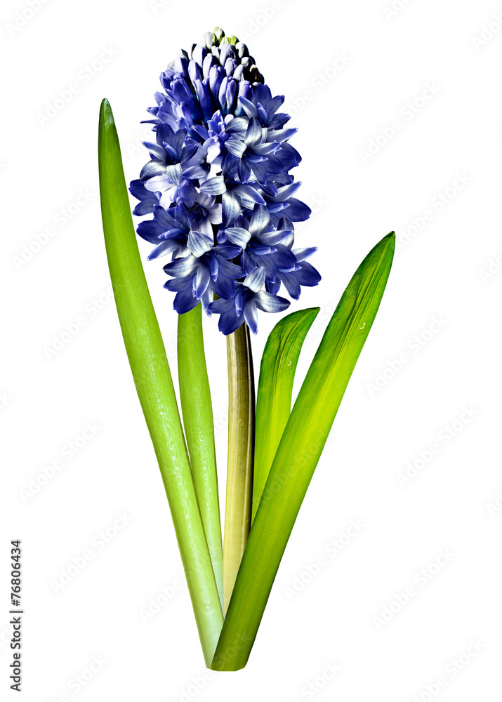 Fototapeta premium hyacinth flower isolated on white background