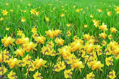 Fotografija Summer landscape. flowers daffodils