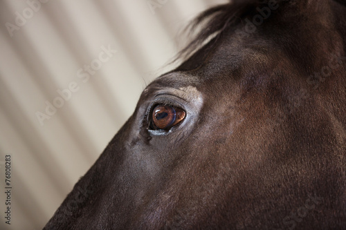 Horse Eye Detail