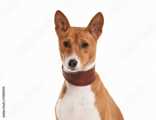 Young Basenji on white background