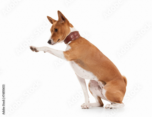 Young Basenji on white background © dionoanomalia