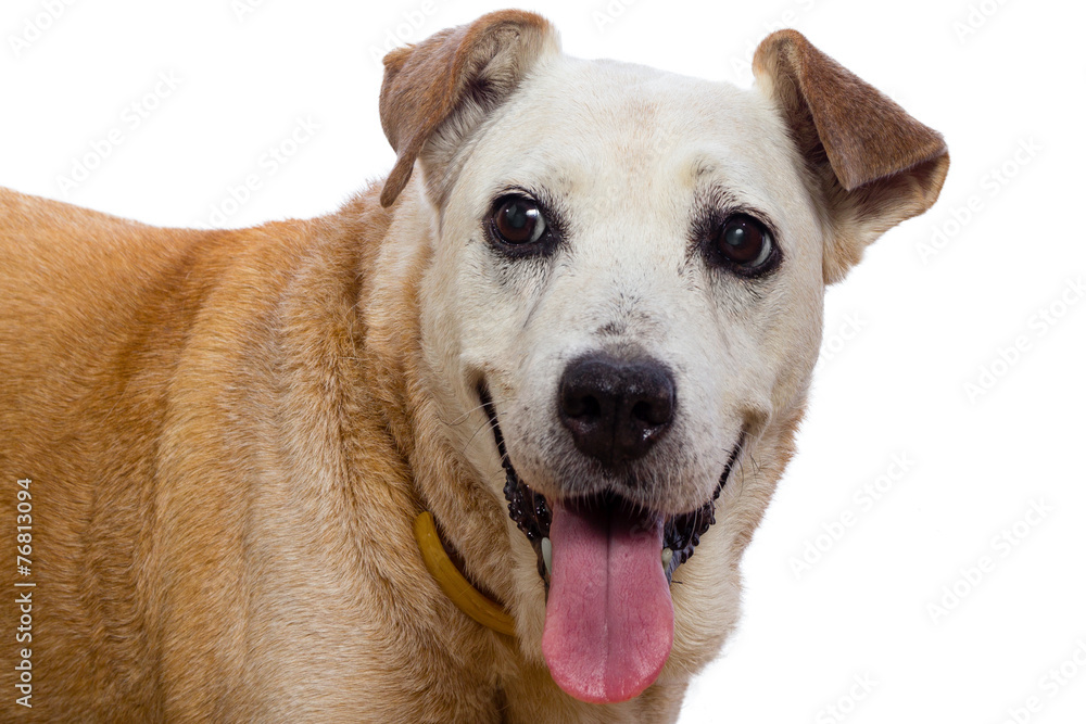 Old dog with expressive face on white background