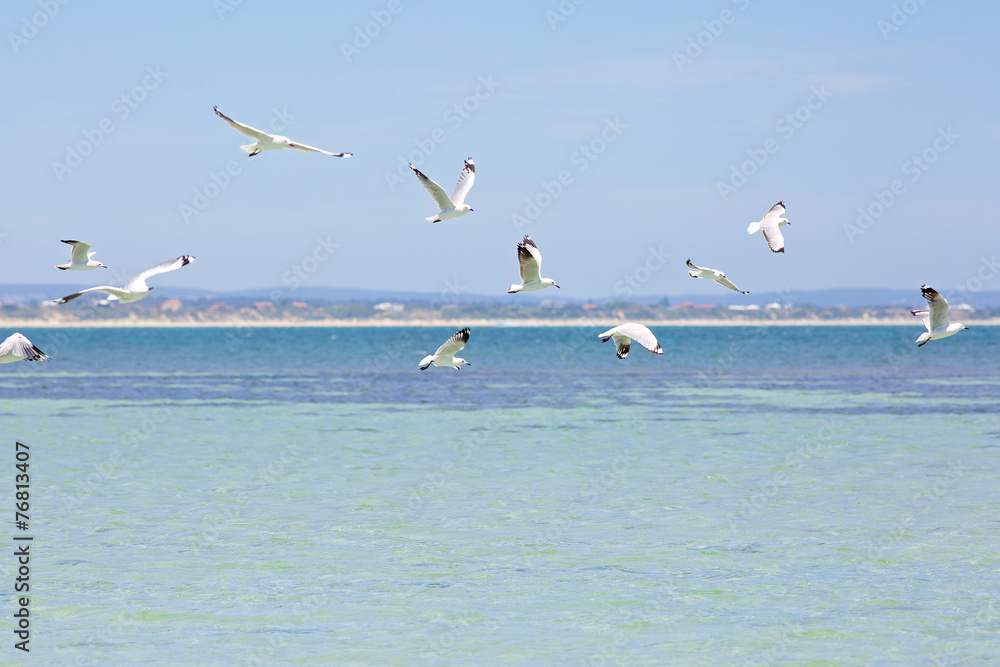Seagulls flying in blue sky over the ocean