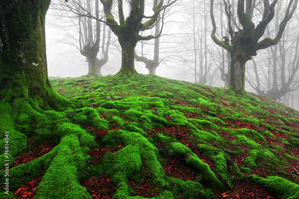 Fototapeta premium forest with twisted roots and moss