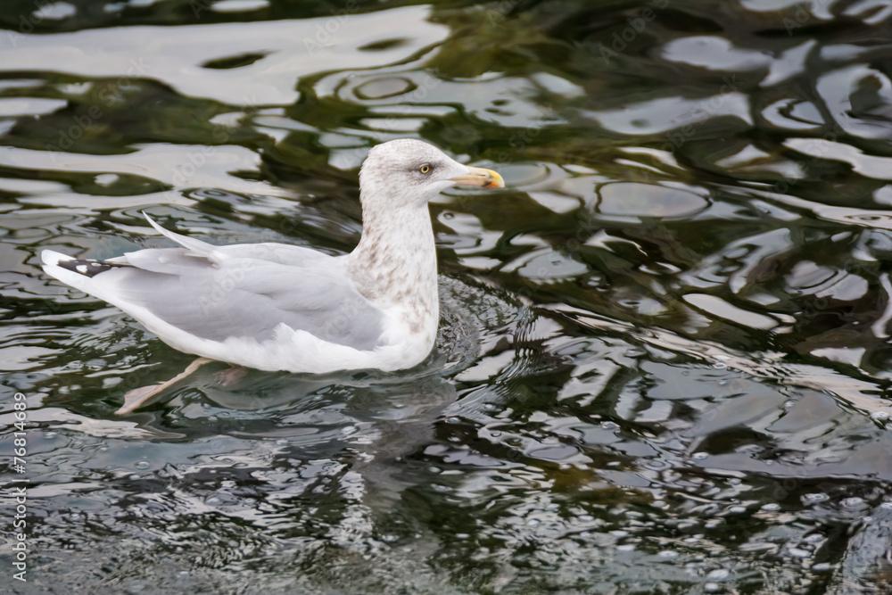 Fototapeta premium Möwe an der Ostsee in Warnemünde