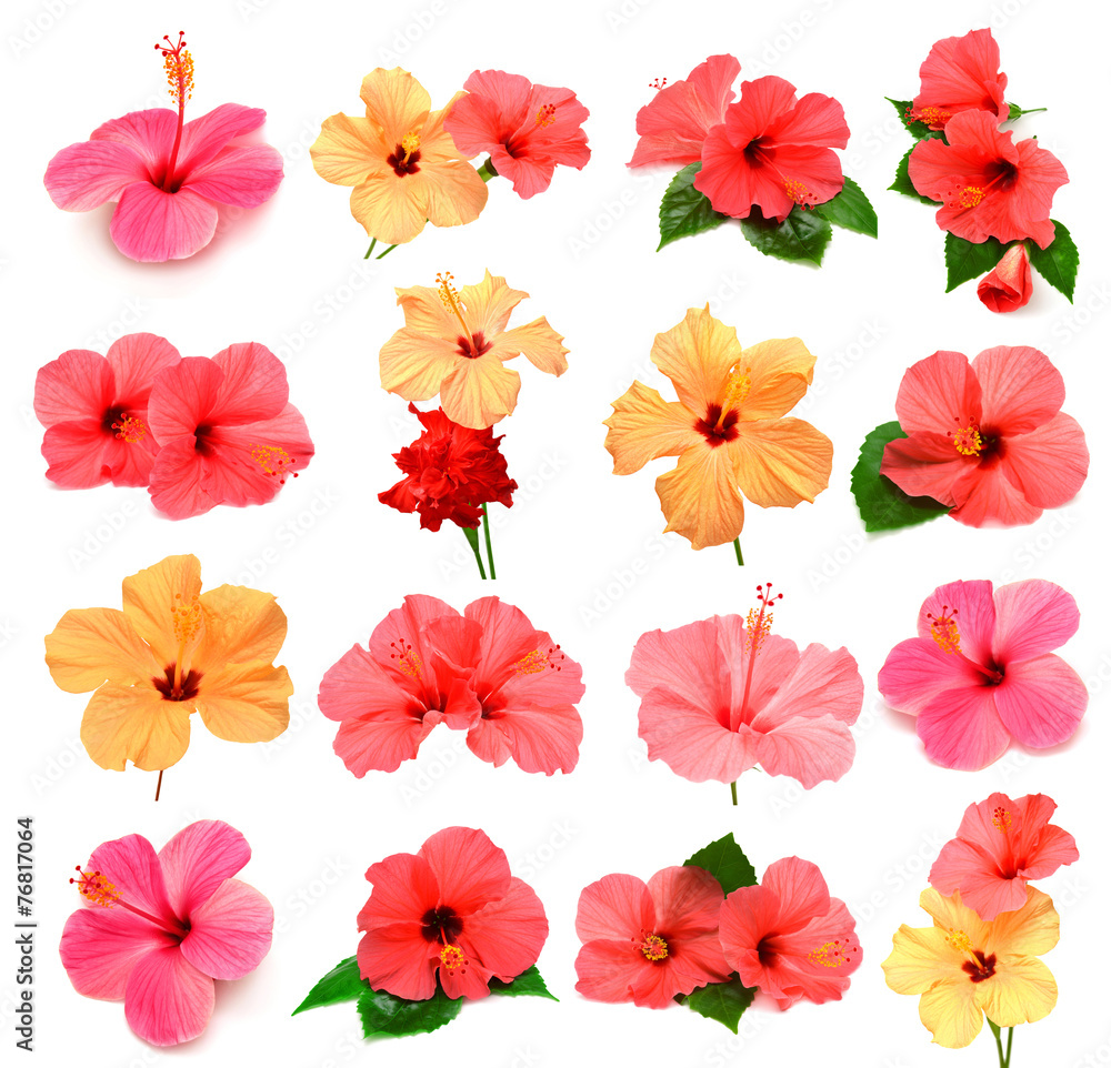 Naklejka premium Kolekcja kolorowych hibiskusa z liśćmi
