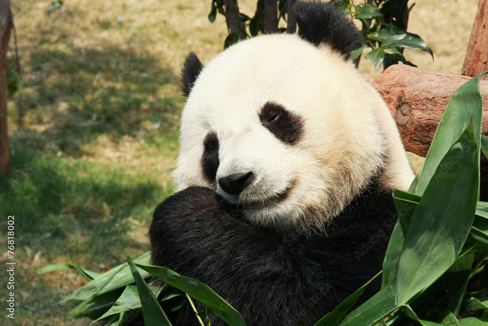 Fototapeta premium Panda eating bamboo
