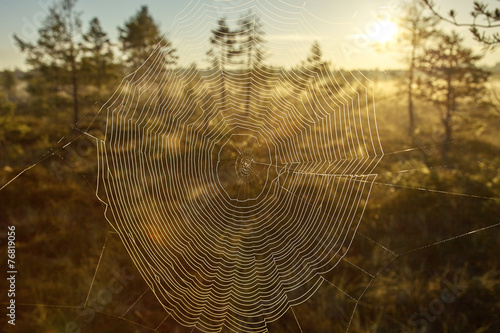 Spider Web and Sunset photo