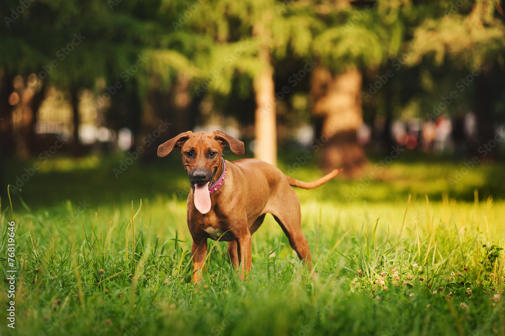 Rhodesian Ridgeback dog walking in summer Rhodesian Ridgeback dog walking in summer