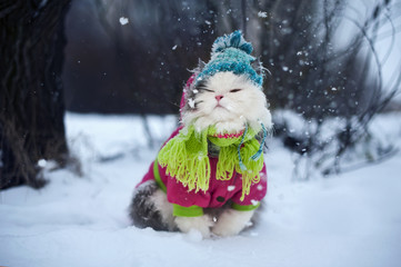 cat in winter clothes on a walk