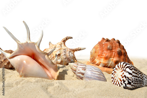 Shells on the sand isolated on white background