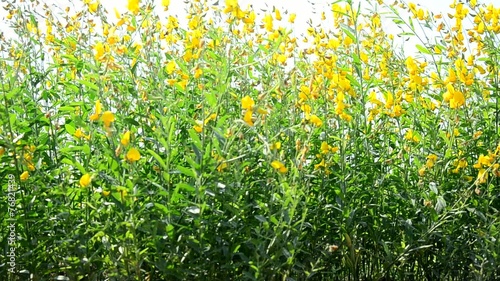 Wind and Sunnhemp flowers, Crotalaria juncea L. Share. photo