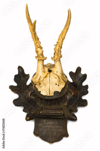 Roe deer antlers, a rare trophy for any hunter.