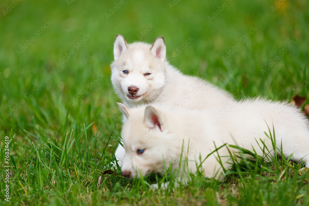 Fototapeta premium Husky puppy on a green grass