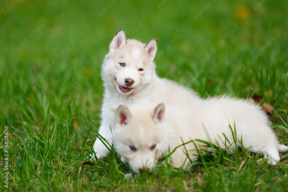 Husky puppy on a green grass Husky puppy on a green grass
