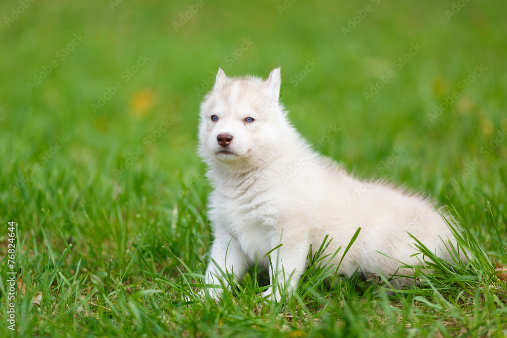Fototapeta premium Husky puppy on a green grass