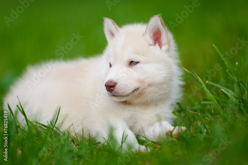 Husky puppy on a green grass