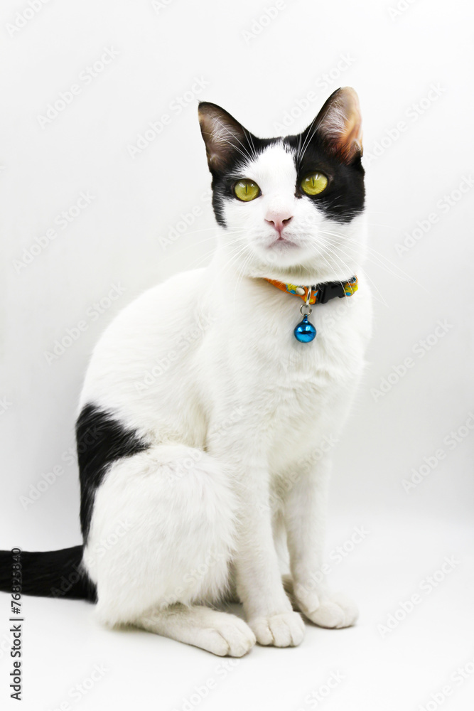 Thai cat on white background