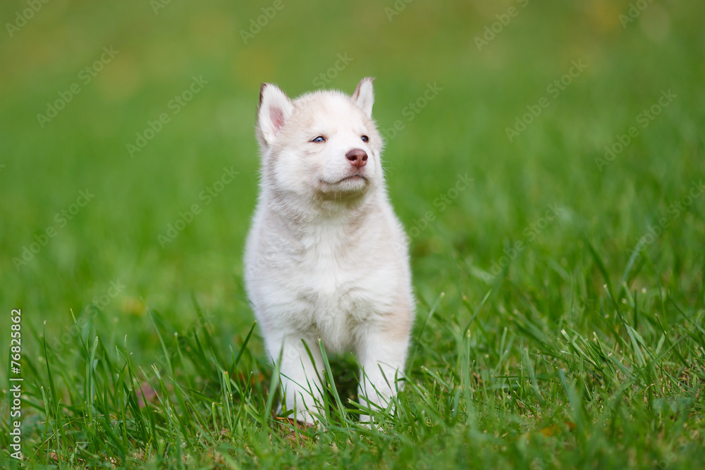 Husky puppy on a green grass