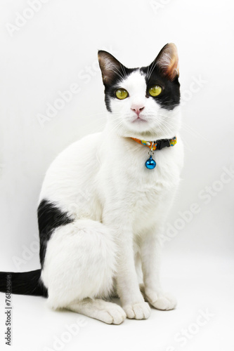 Thai cat on white background