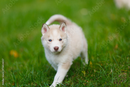Husky puppy on a green grass © castenoid