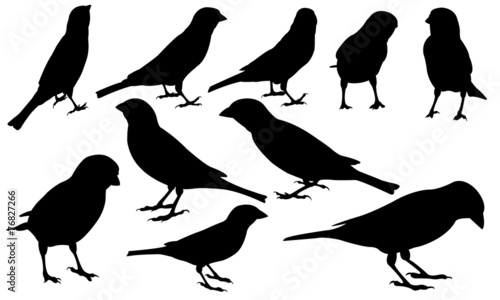 sparrows