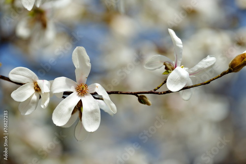 blooming magnolia tree in spring garden