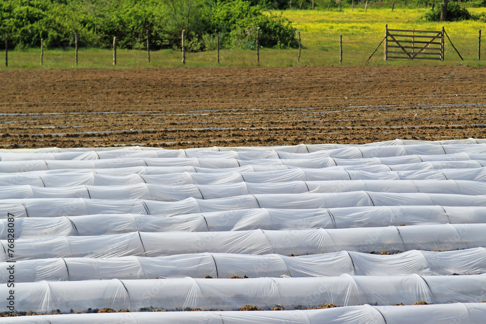 Fototapeta premium Plastic greenhouse