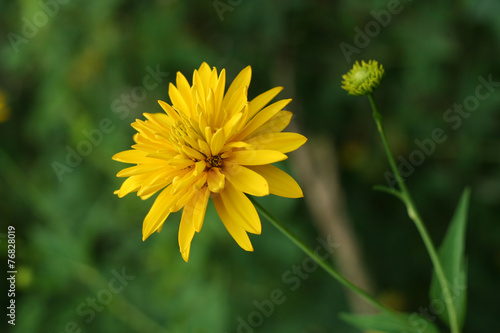 Yellow flower