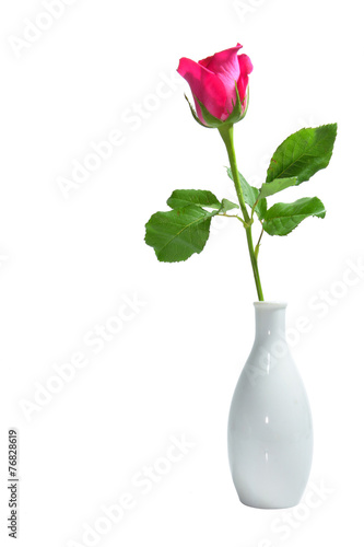 Pink rose in white vase