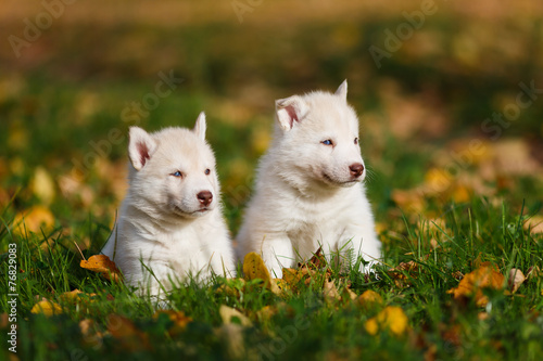 Two husky puppy © castenoid