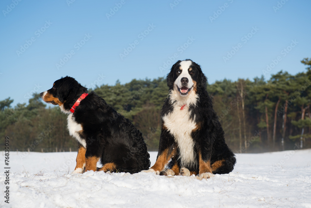 Berner Sennen hunden in snow landscape