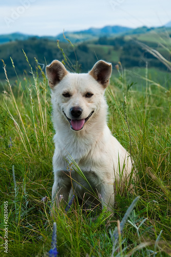 White dog sitting in the grass on the hillside