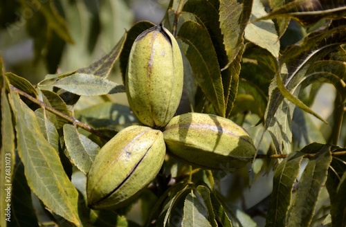 Pecan tree nuts and leaves