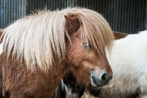Brown miniature horse with long hair