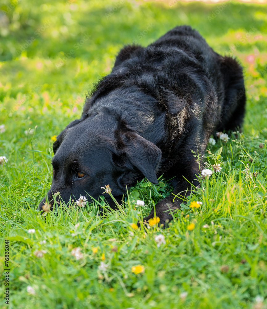 Dog smelling the summer Dog smelling the summer
