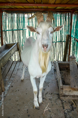 Saaned Goat