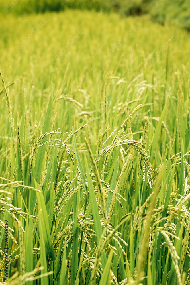 Green rice field Green rice field