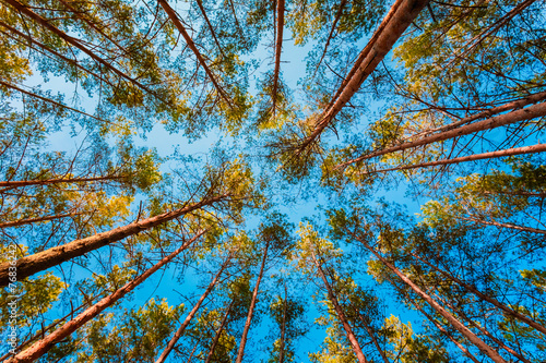 Looking Up In Spring Pine Forest Tree To Canopy