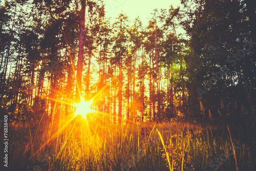 Sunset In Autumn Forest