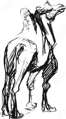 Dromedary (camel). Ink sketch.