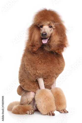 Fototapeta Naklejka Na Ścianę i Meble -  Happy dog in front of white background