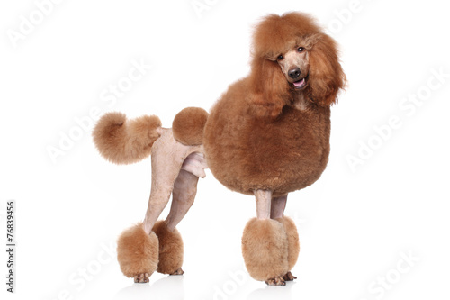 Fototapeta Naklejka Na Ścianę i Meble -  Red Royal poodle